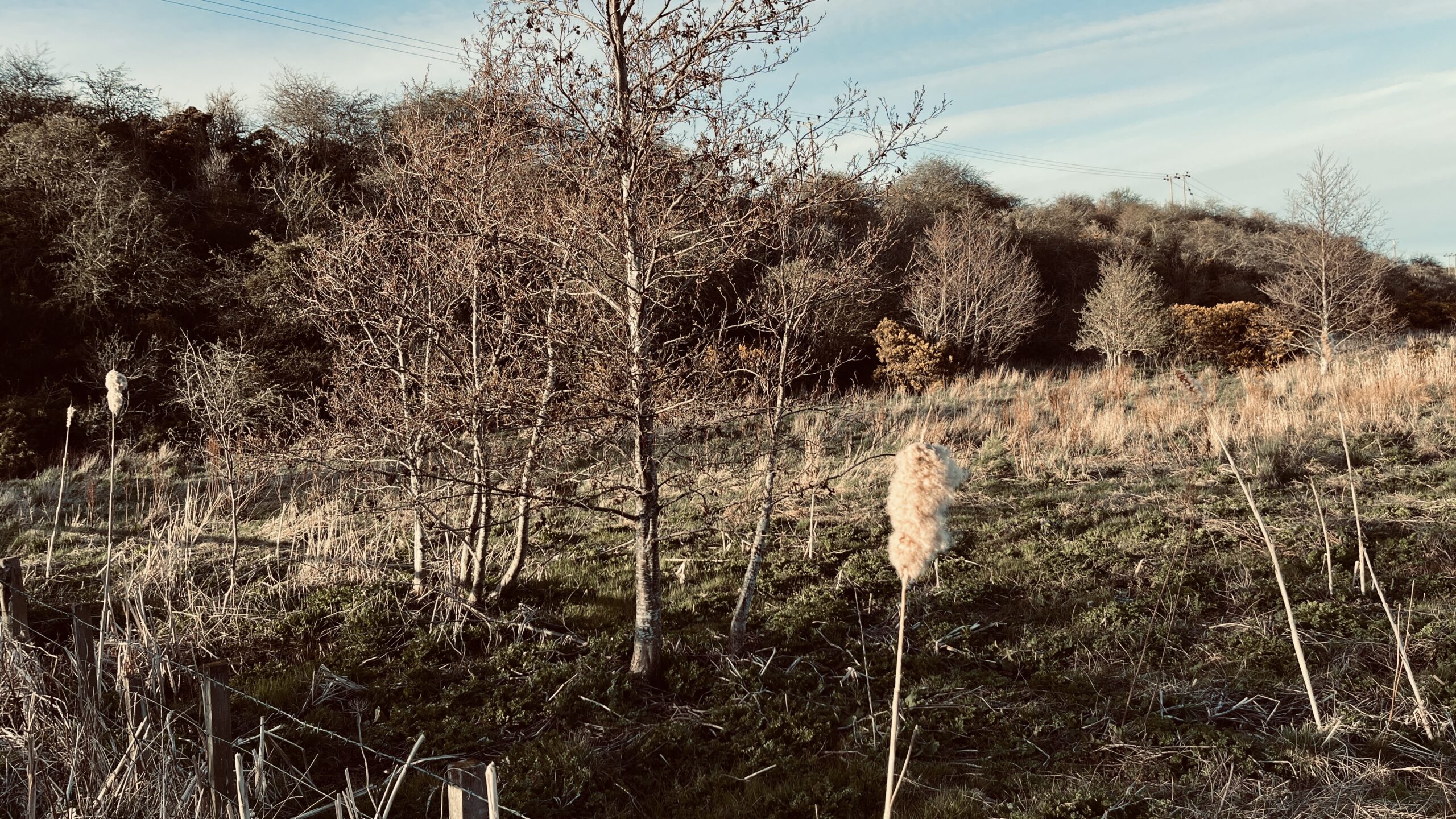 The Curling Pond Spott - looking West